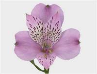 Альстромерия (Alstroemeria) Альстромерия