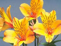 Цветок Альстромерия золотистая (Alstroemeria aurea) Цветок Альстромерия