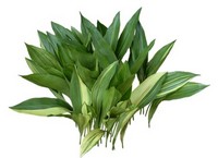 Аспидистра (Aspidistra) Аспидистра