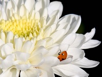 Хризантема (Chrysanthemum) Хризантема