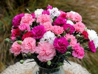 Цветок Гвоздика (Dianthus caryophyllus) Цветок Гвоздика