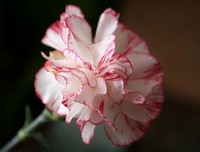 Гвоздика (Dianthus caryophyllus) Гвоздика