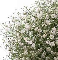 Гипсофила (Gypsophila) Гипсофила