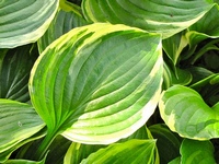 Хоста (Hosta) Хоста