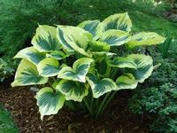 Растение Хоста Хоста (Hosta)