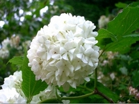 Вибурнум (Viburnum opulus Roseum) Вибурнум
