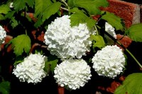Цветок Вибурнум (Viburnum opulus Roseum) Цветок Вибурнум